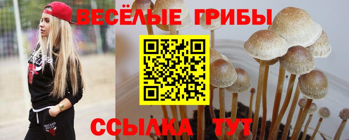 Галлюциногенные грибы Psilocybine cubensis Надым